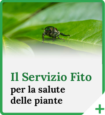 Il servizio Fito per la salute delle piante